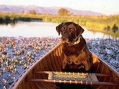 Canine Canoe